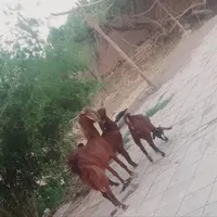بز پاکستانی|حیوانات مزرعه|رفسنجان, |دیوار