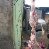 قصاب برای ذبح گوسفند شما ومجالس