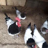 فروش مرغ و خروس لاکنولدر|حیوانات مزرعه|اصفهان, گیان|دیوار