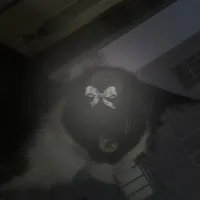 گربه گمشده
