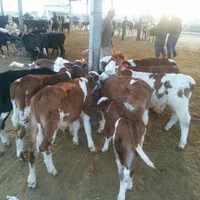 مرکز فروش و پخش گوساله سیمینتال استان گلستان