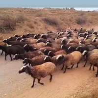 مجـموعه شال ژَن ارسال  گوسفند suoee بره های چندقل|حراج|فردوس (خراسان), |دیوار