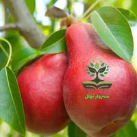 نهال گلابی رد آنجو  (sabzevarnahal)|گل و گیاه طبیعی|سبزوار, کهنه آب|دیوار
