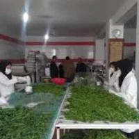 سبزی خرد شده خانگی|خوردنی و آشامیدنی|تهران, شکوفه|دیوار