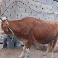 گا‌و و گوساله|حیوانات مزرعه|برازجان, |دیوار