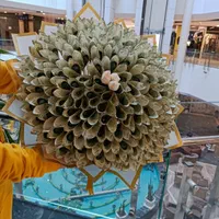 باکس پول بوکت پول غول پیکر