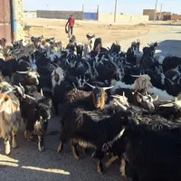 فروش بز بزغاله معاوضه با ماشین سواری غیره