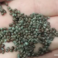 بذر وبذر جوانه زده کاپاریس کاسپار|گل و گیاه طبیعی|اصفهان, خوراسگان|دیوار