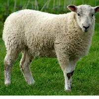 گوسفند زنده بره قربانی درجه یک|حیوانات مزرعه|اسلامشهر, |دیوار