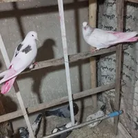 کفتر جوجه گمشده امروز|حیوانات|اسلام‌شهر, |دیوار