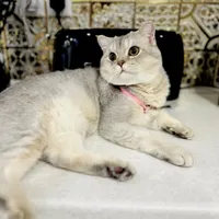 بریتیش‌نر شورت‌هیر آماده جفت گیری