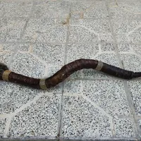 دمام و سنج