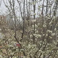 فروش خانه ویلایی ۸۰ متری ۱ خوابه در تاچارا|فروش خانه و ویلا|شیراز, تاچارا|دیوار