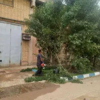 بریدن انواع درختان ونخل هرسکاری اره بالابر چمن نی|خدمات باغبانی و درختکاری|اهواز, پادادشهر|دیوار