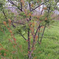 زمین باغی روستای نصرآبادبه متراژ ۱۳۵۶مترمربع|فروش دفتر صنعتی، کشاورزی، تجاری|گرگان, |دیوار