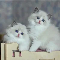 شهر گربه اشرافی بازدید حضوری(بریتیش پرشین اسکاتیش)