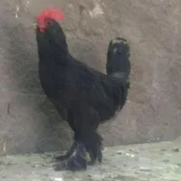 خروس سیاه برای چشم نظرورفع بلا مرغ سیاه وسفیدومحلی