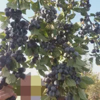 فروش باغ ۲۰۰۰ متری در منطقه مارکده