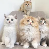 مجموعه گربه های اشرافی ( ایران کتز iran cats)