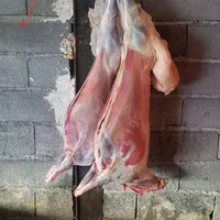 قصاب ذبح گوسفند گوساله|خدمات پذیرایی، مراسم|همدان, |دیوار