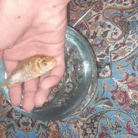 ماهی کوی ژاپنی