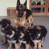 کنل ثبت شده با مولدین خط خونی بالا
