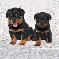 پرورش ژرمن- رتوایلر -دوبرمن و کنکورسو ۶۰ روزه|سگ|اهواز, کیانپارس |دیوار