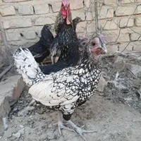 فروش تخم نطفه دار و مرغ میناتوری اصل|حیوانات مزرعه|خاش, |دیوار
