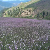 ویلا سوئیت اجاره ای|اجارهٔ کوتاهمدت ویلا و باغ|تالش, هشتپر|دیوار