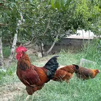 باغچه 450متری رامجین . سهیلیه|فروش زمین و ملک کلنگی|کرج, شهرک ابریشم|دیوار