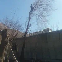 هرس خرید چوب قطع و بریدن درخت سمپاشی،چمن و علف زنی|خدمات باغبانی و درختکاری|کرمانشاه, |دیوار