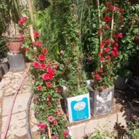 باغبانی هرسکاری سمپاش تعویض خاک گلدان باغچه کوددهی|خدمات باغبانی و درختکاری|تهران, امیرآباد|دیوار