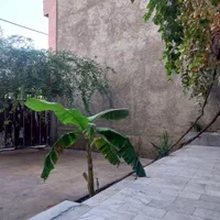 اجاره روزانه سوئیت آپارتمان  و ویلایی|اجارهٔ کوتاه‌مدت آپارتمان و سوئیت|گنبد کاووس, |دیوار