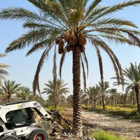 نخلستان در انزلی