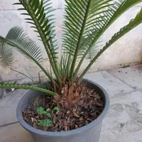 سیکاس چند ساله|گل و گیاه طبیعی|تهران, استاد معین|دیوار