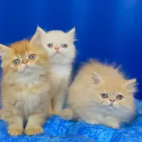 گربه های اصیل خونگی تو از ما بگیر ( irancats)|گربه|شیراز, کوی طلاب|دیوار