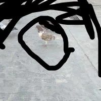 کبوتر گمشده