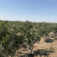 فروش ۲ هکتار باغ پسته 10 ساله در نیشابور|فروش دفتر صنعتی، کشاورزی، تجاری|تهران, کن|دیوار