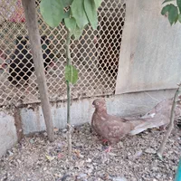 کبوتر صرب|پرنده|اصفهان, شیخ طوسی|دیوار