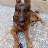 سگ ژرمن نر 4ساله