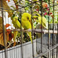 طوطی.مرغ عشق|پرنده|بروجرد, |دیوار