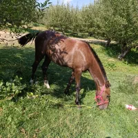 کره اسب نر یک ساله