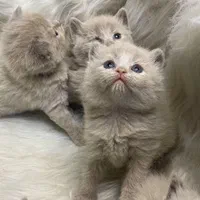 شهر گربه های آپارتمانی(پرشین بریتیش اسکاتیش رگدال)|گربه|رشت, گلسار|دیوار