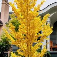 نهال ژینگو/جینکو|خدمات باغبانی و درختکاری|رشت, کوی حسینی|دیوار