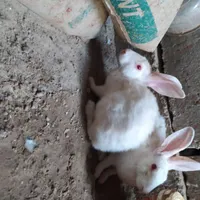 خرگوش