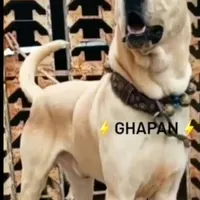 سگ سرابی با اصالت