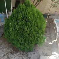 کاج لاوسون|گل و گیاه طبیعی|تهران, مشیریه|دیوار