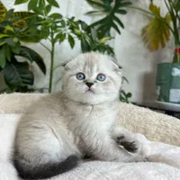 بچه گربه های اشرافی در مشهد|گربه|مشهد, امیریه|دیوار