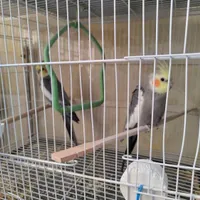عروس هلندی