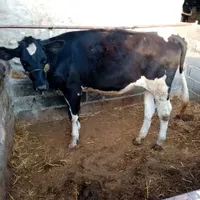 گوساله|حیوانات مزرعه|شیروان (خراسان), |دیوار